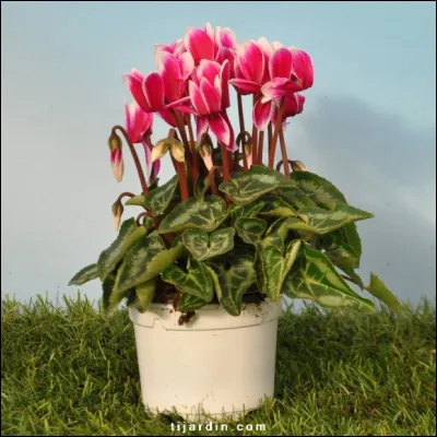 Il a beaucoup travaillé dans l'horticulture ! Si vous lui demandez quelle plante choisir pour fleurir votre terrasse à l'automne, il vous recommandera celle-ci !