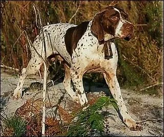 Quelle est cette race ?