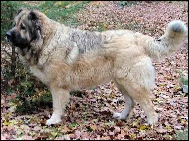 Quelle est cette race ?