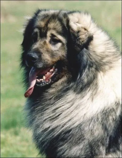 Quelle est cette race ?