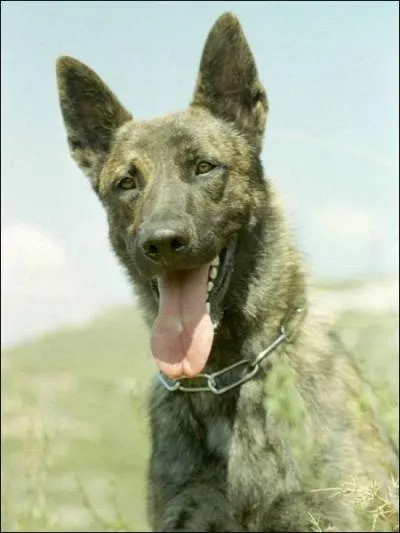 Quelle est cette race ?