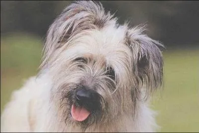 Quelle est cette race ?