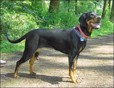 Quelle est cette race ?