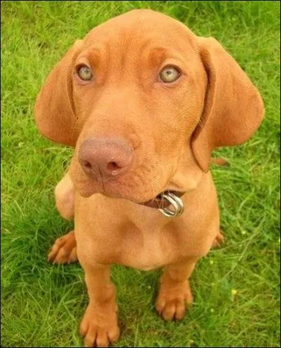 Quelle est cette race ?