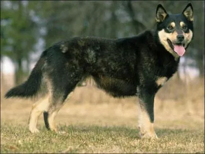 Quelle est cette race ?