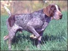 Quelle est cette race ?