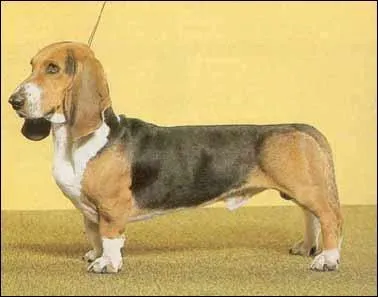 Quelle est cette race ?