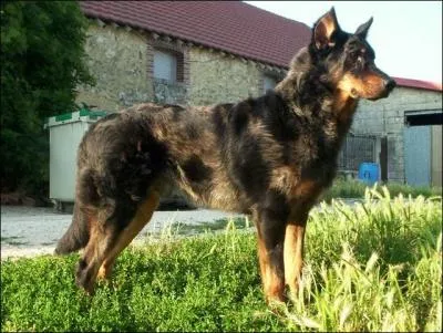 Quelle est cette race ?