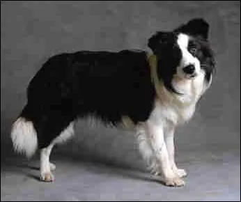 Quelle est cette race ?