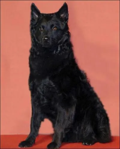 Quelle est cette race ?