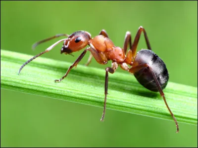 Une fourmi a dépassé un record de vitesse. Lequel ?