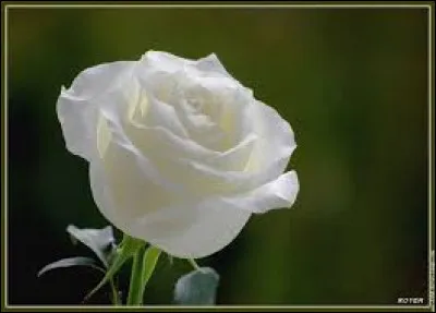 Le roman "L'Écume des jours" a été écrit par Guy de Maupassant.