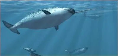 De quelle famille fait partie le narval ?