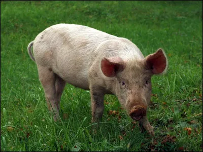Comment dit-on "cochon" en anglais ?