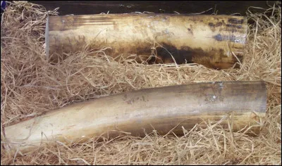 Quelle est la plus grande cathédrale du monde ?