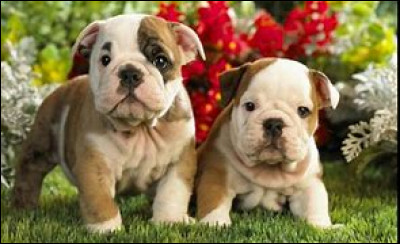 D'où vient le nom bulldog ?