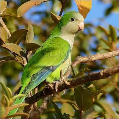 Quel est l'autre nom de l'oiseau appelé "perruche-souris" ?