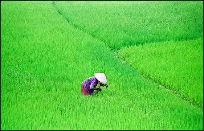 Je suis un pays où la culture du riz est prédominante. La croissance de la population est très élevée ; je suis aussi en frontière avec l'Inde et mon climat est plutôt de type tropical. Il s'agit :