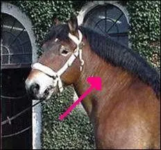 Comment s'appelle cette partie ?