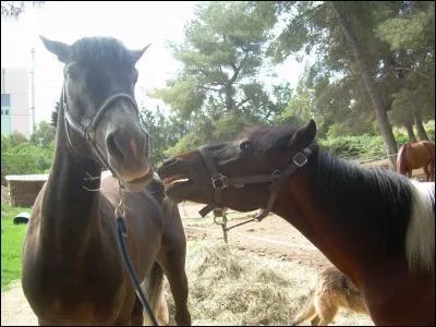 Pourquoi montons-nous du cot gauche ?