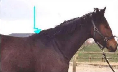 Quelle est cette partie du corps ?