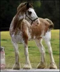 Que signifient les lettres B. A. N. C. ?