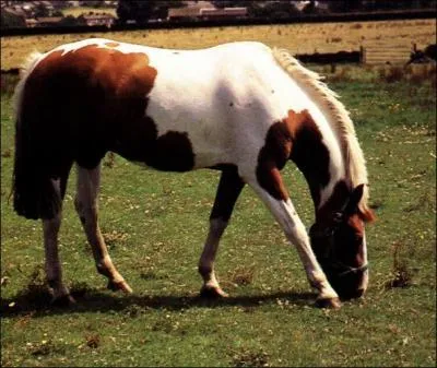 Quelle est la robe de ce cheval ?