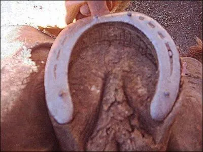 Que faut-il pour nettoyer les sabots d'un cheval ?