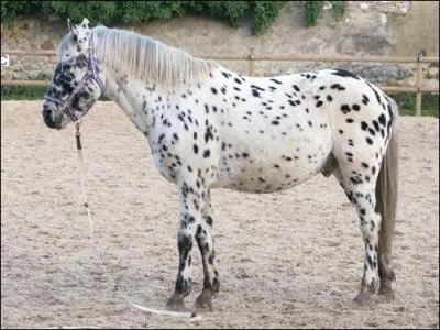 Quelle est la robe de ce cheval ?