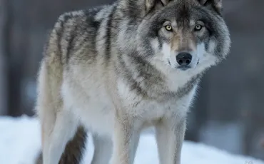 Quiz Loups