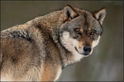 Combien de sous-espèces de loups existent (en comptant aussi celles qui sont malheureusement éteintes) ?