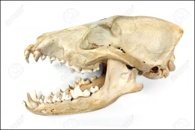 Quelle taille mesure son crâne, en moyenne ?