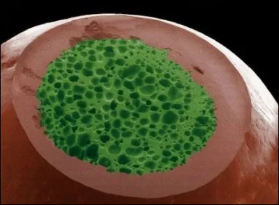 Qu'est-ce que c'est ?