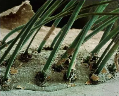 Qu'est-ce que c'est ?