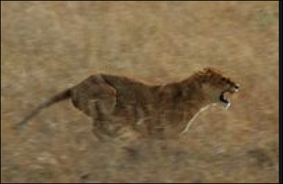 À combien de kilomètres peut courir la lionne ?