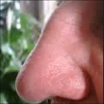 Il nous permet de sentir. Quel est-il ?