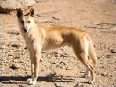 Dans quelle r&eacute;gion du monde trouve-t-on le dingo ?