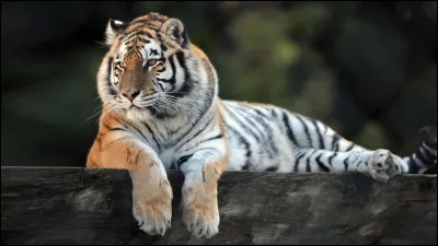 Quel est l'animal qui vous représente le plus ?