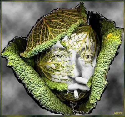 Qui était appelé "L'homme à la tête de chou" ?