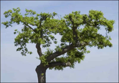 Qu'est ce qu'une léontine ?