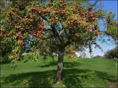 Comment s'appelle l'arbre où poussent les pommes ?