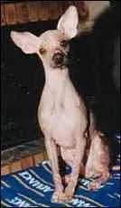 De quelle race s'agit-il ?