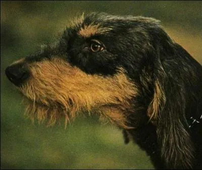 De quelle race s'agit-il ?