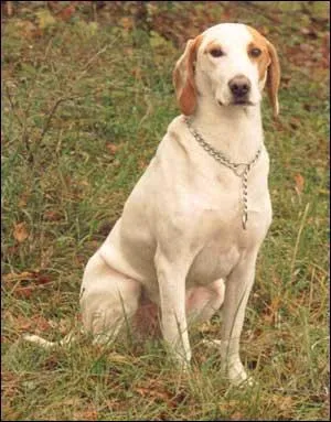 De quelle race s'agit-il ?