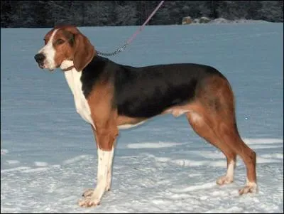 De quelle race s'agit-il ?