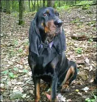 De quelle race s'agit-il ?