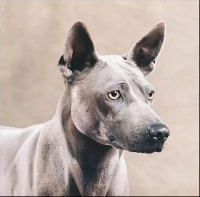 De quelle race s'agit-il ?