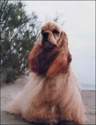 De quelle race s'agit-il ?