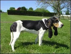 De quelle race s'agit-il ?