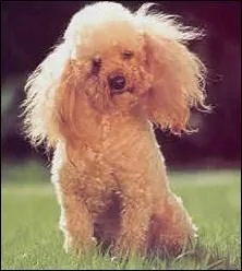 De quelle race s'agit-il ?